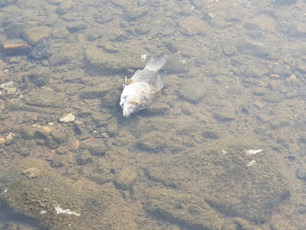 상수원 보호구역 자연환경보전지역관리가 무색하게도 썩어가는 물고기