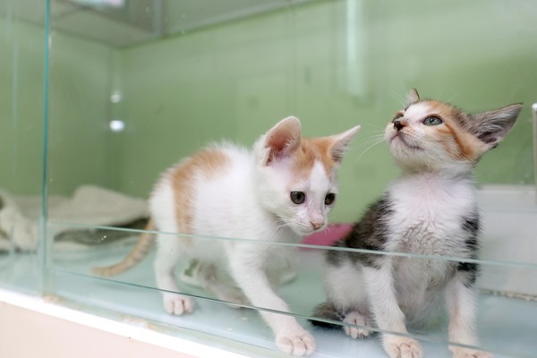 용인시 동물보호센터에서 보호중인 아기 고양이들